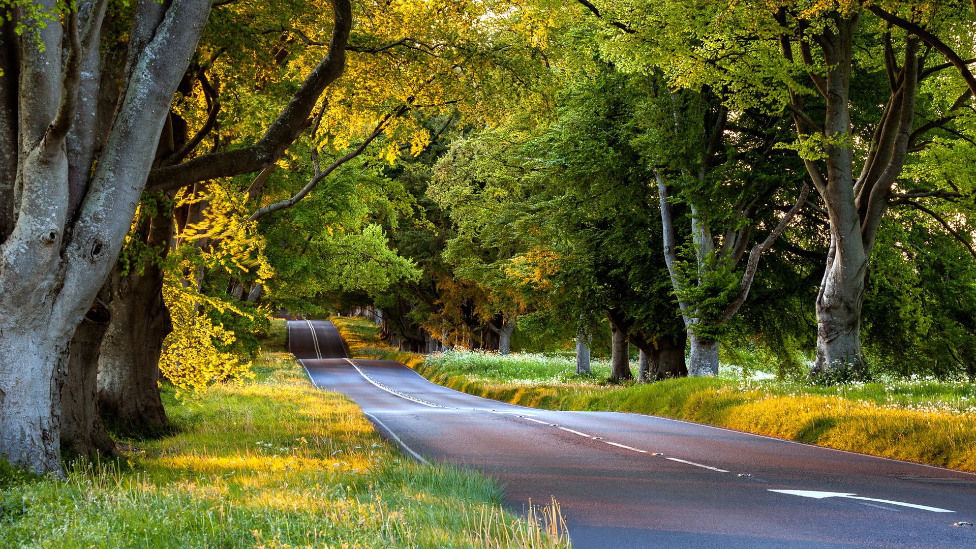 strada alberi paesaggio