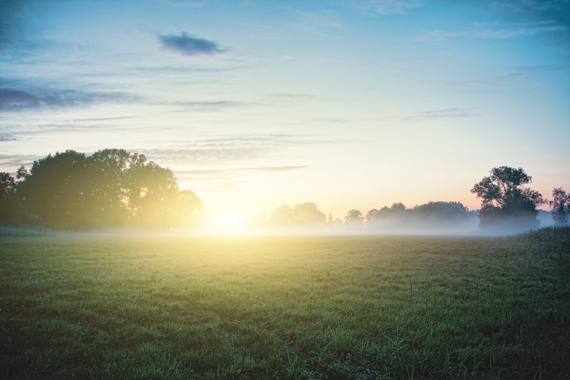 morning sun fog grass rosa