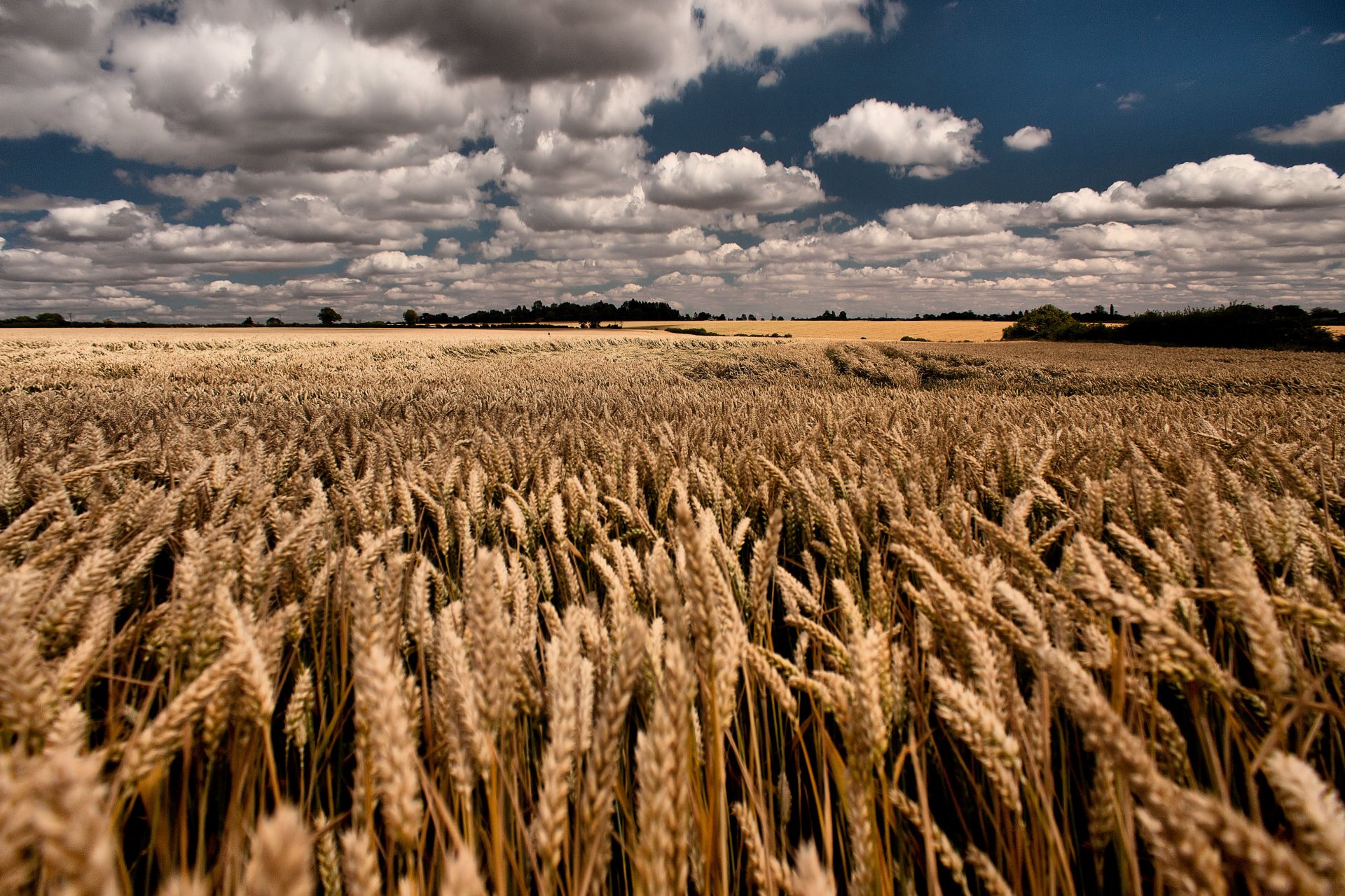 feld weizen sommer himmel wolken