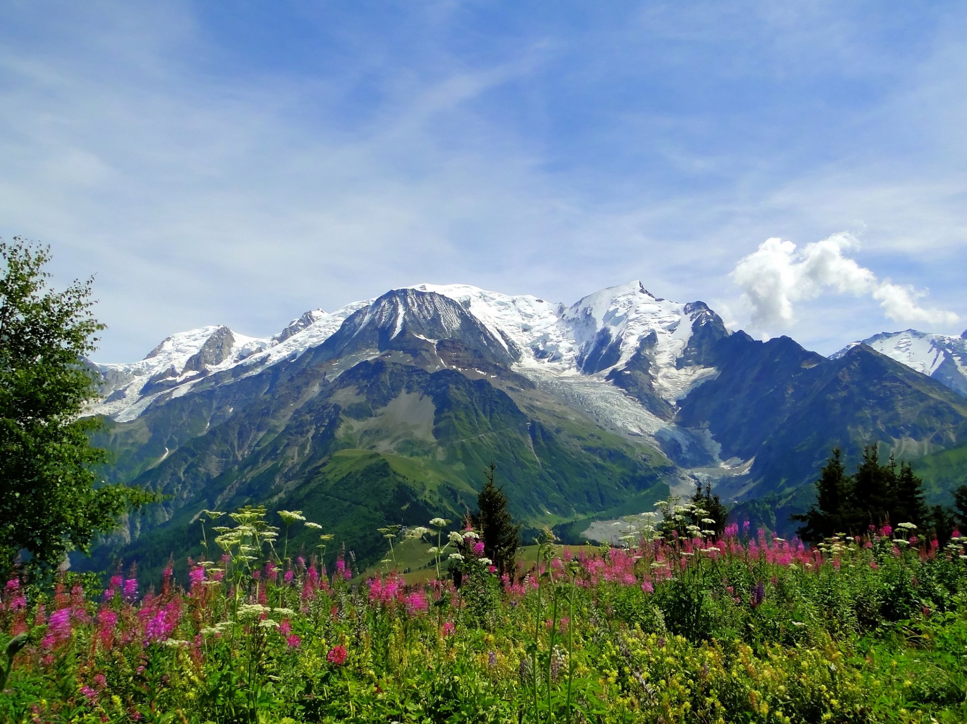 mont blanc alps mountain meadow flower nature