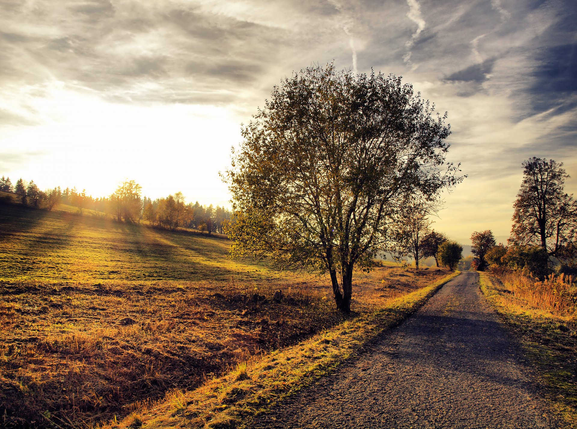 road tree landscape nature sunset