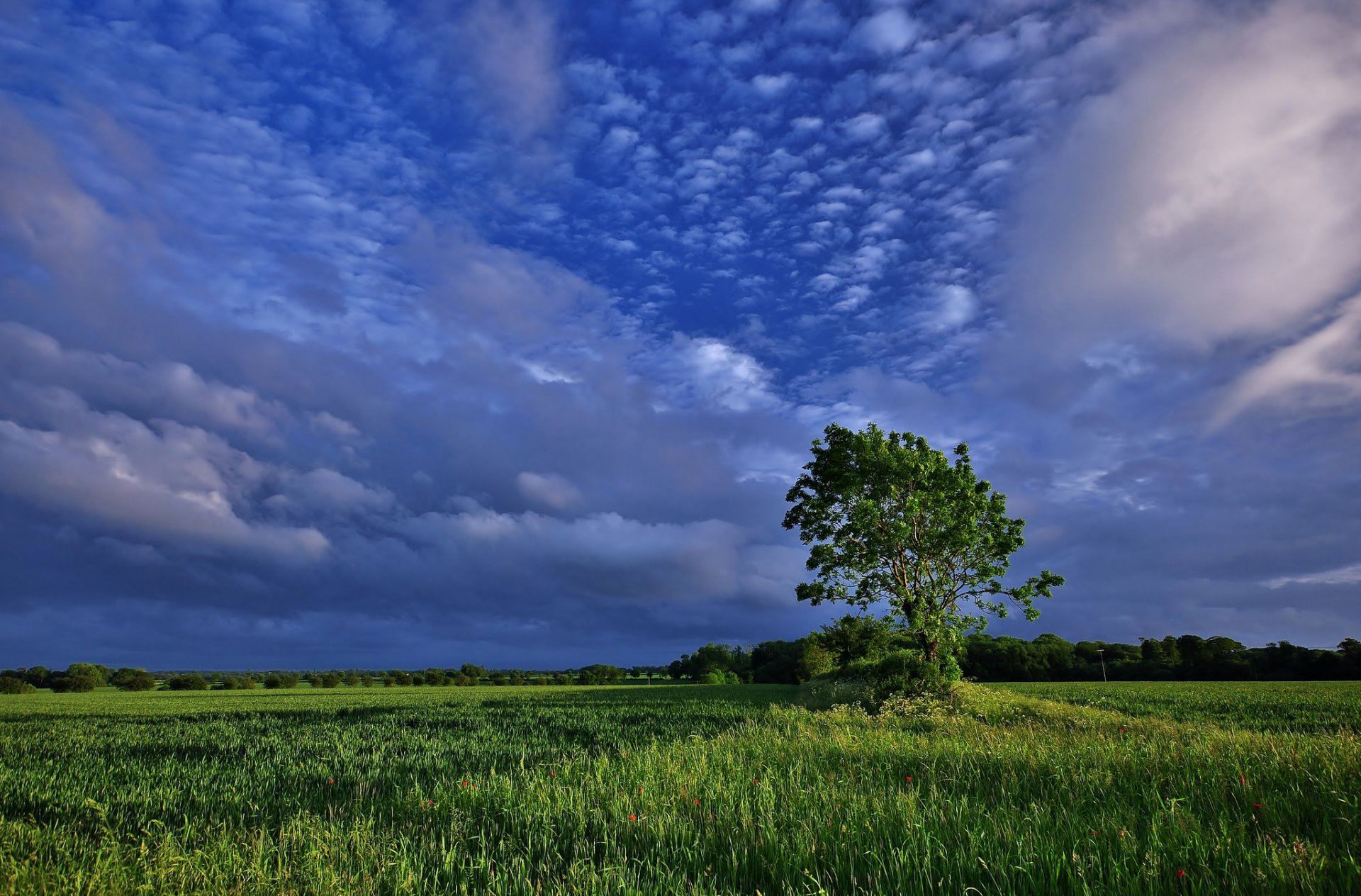 albero campo nuvole natura