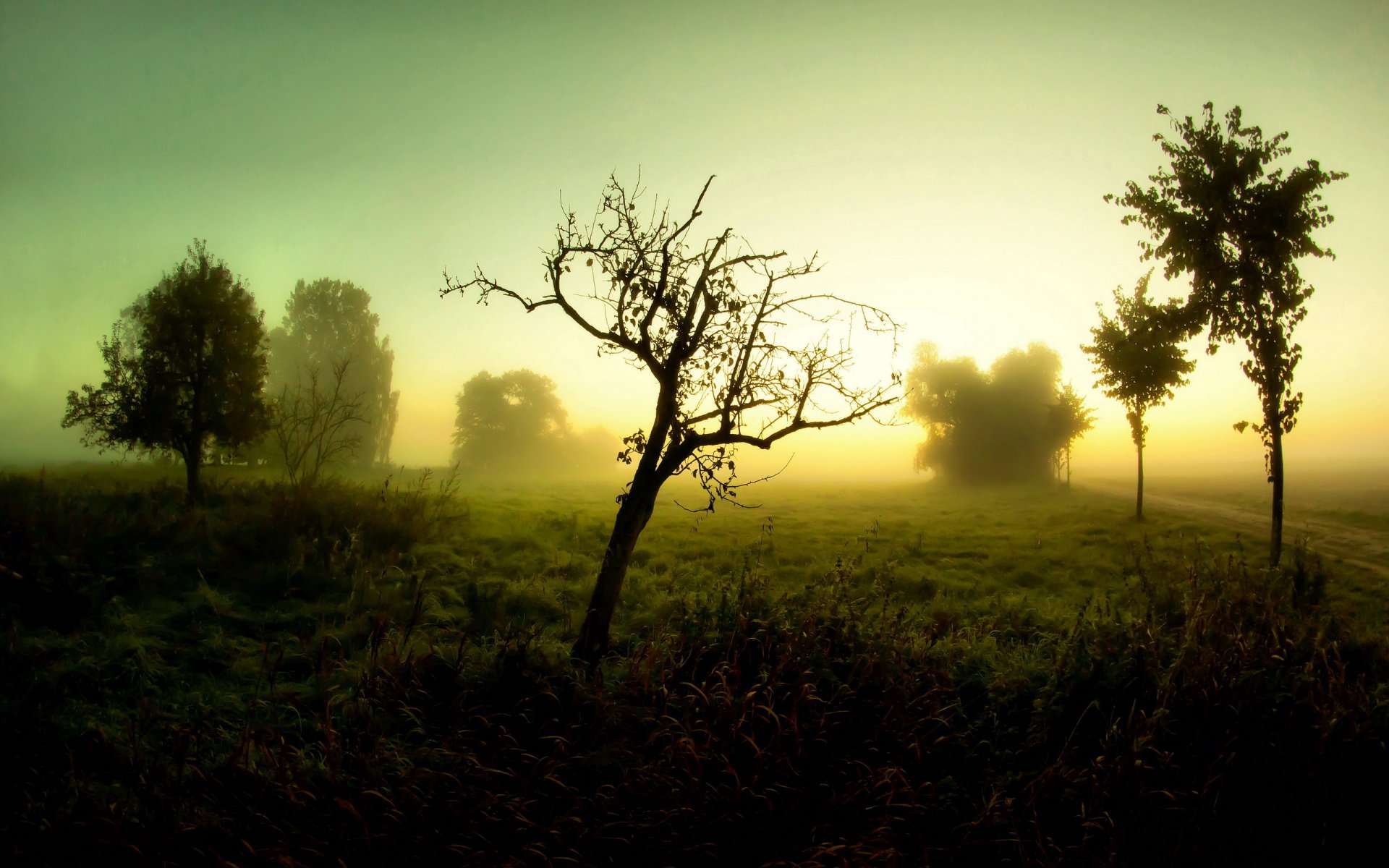 mattina nebbia strada alberi paesaggio