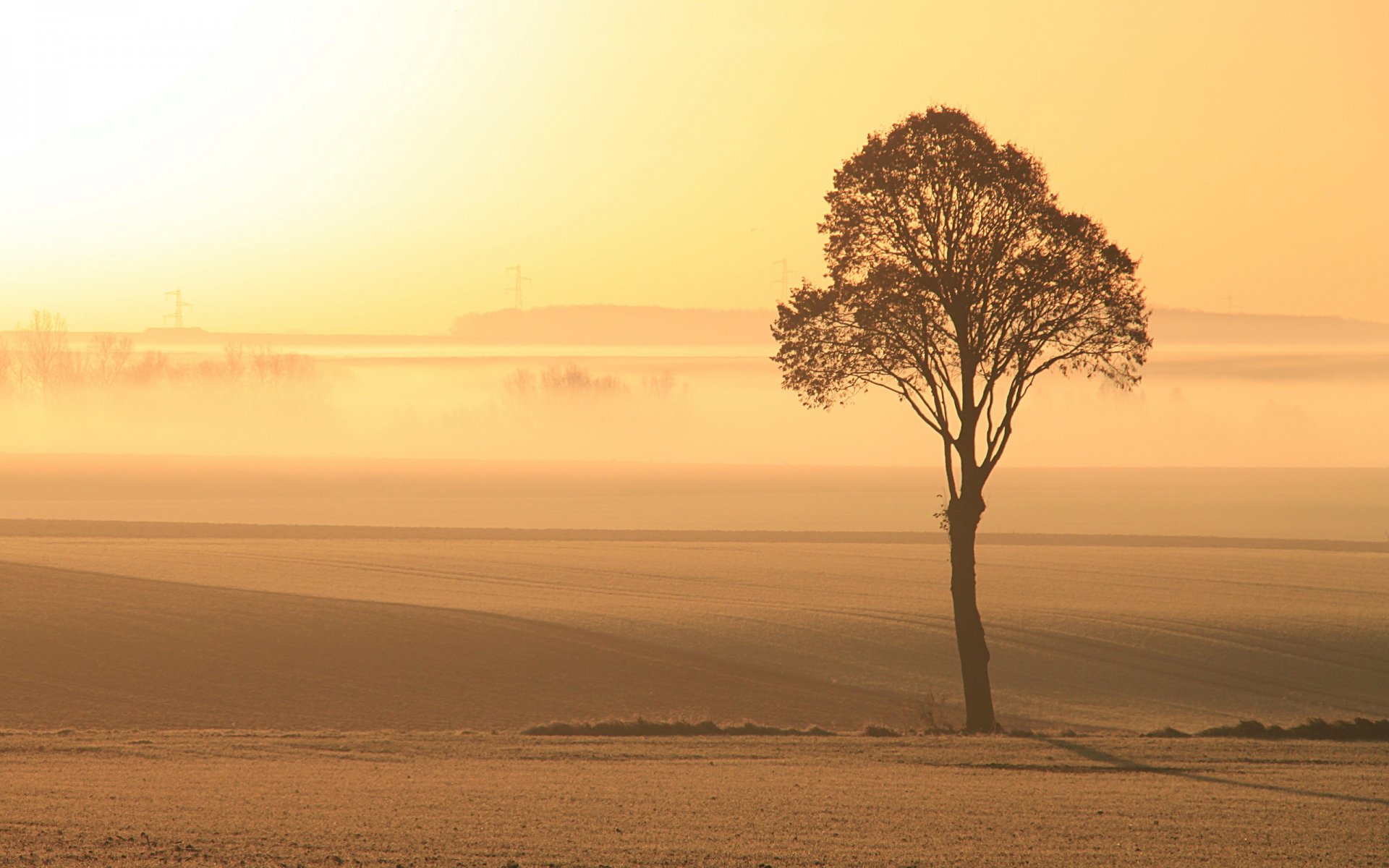 campo albero nebbia luce