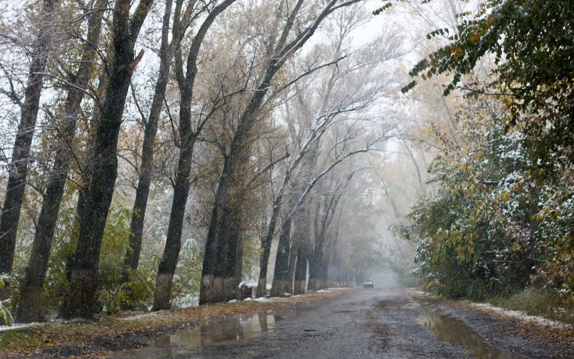 autunno vicolo strada alberi prima neve fanghiglia