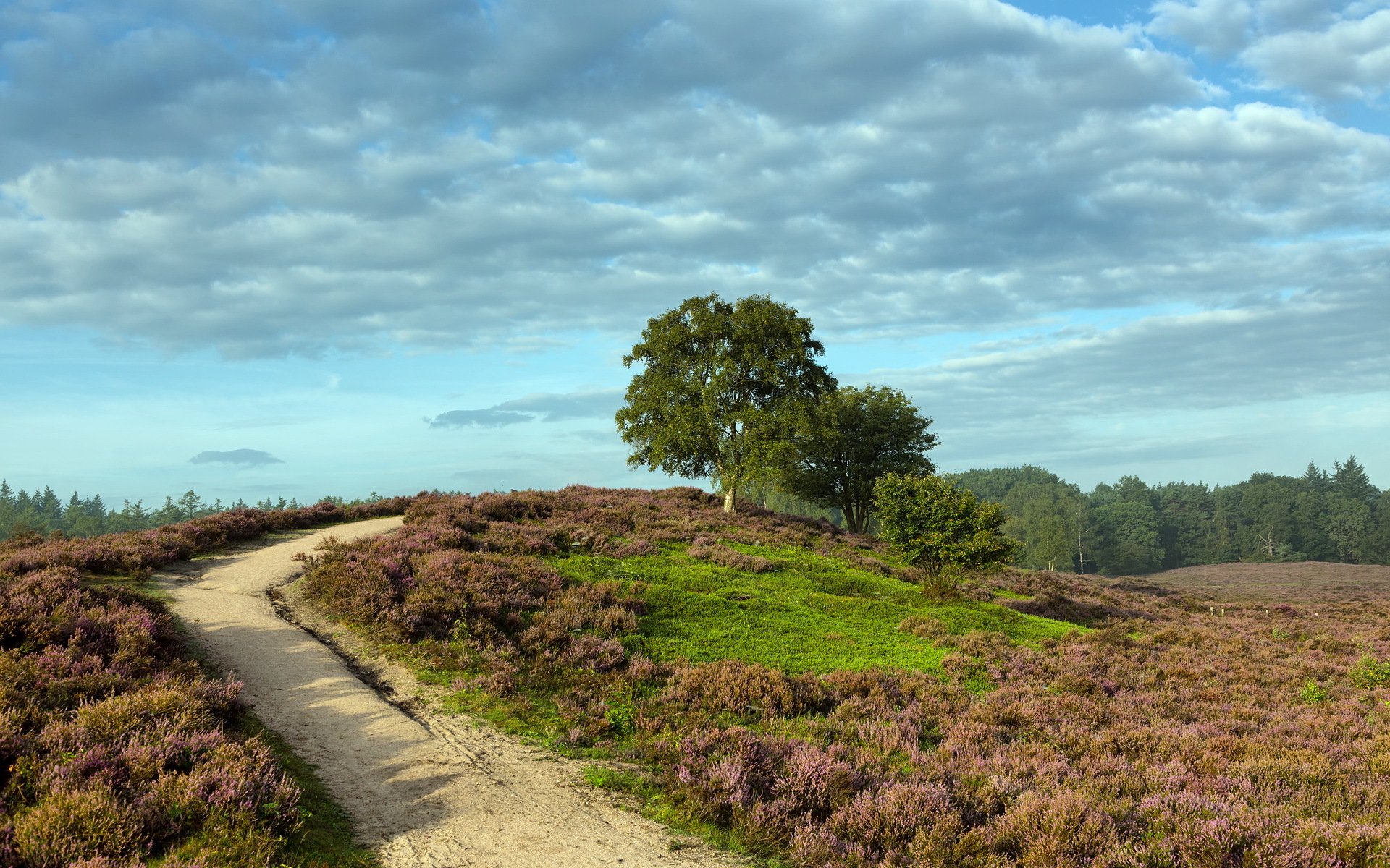 road the field summer nature landscape