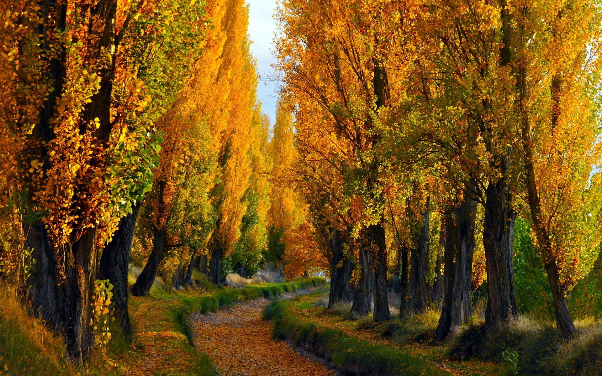 autumn nature landscape