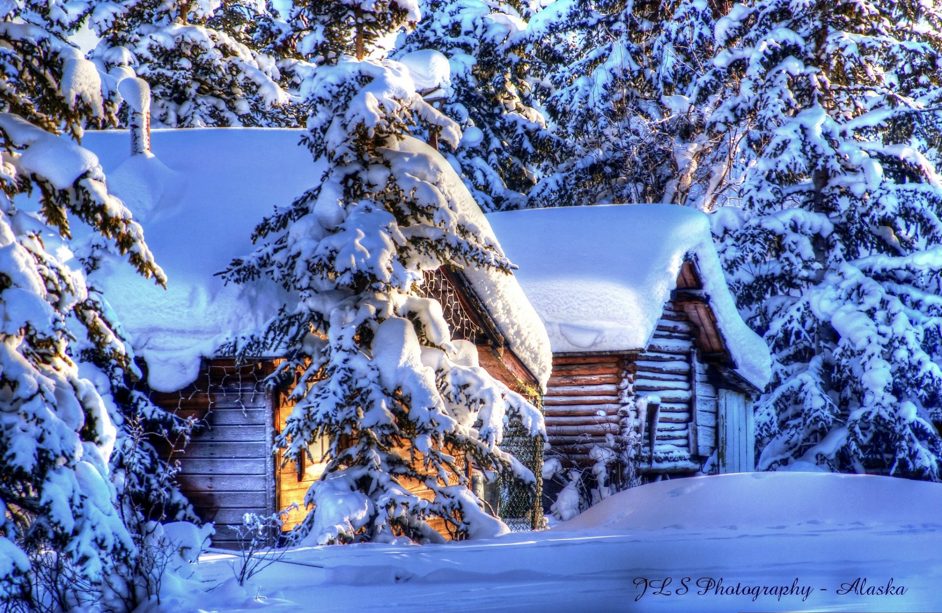 alaska hiver neige forêt épinette huttes nature