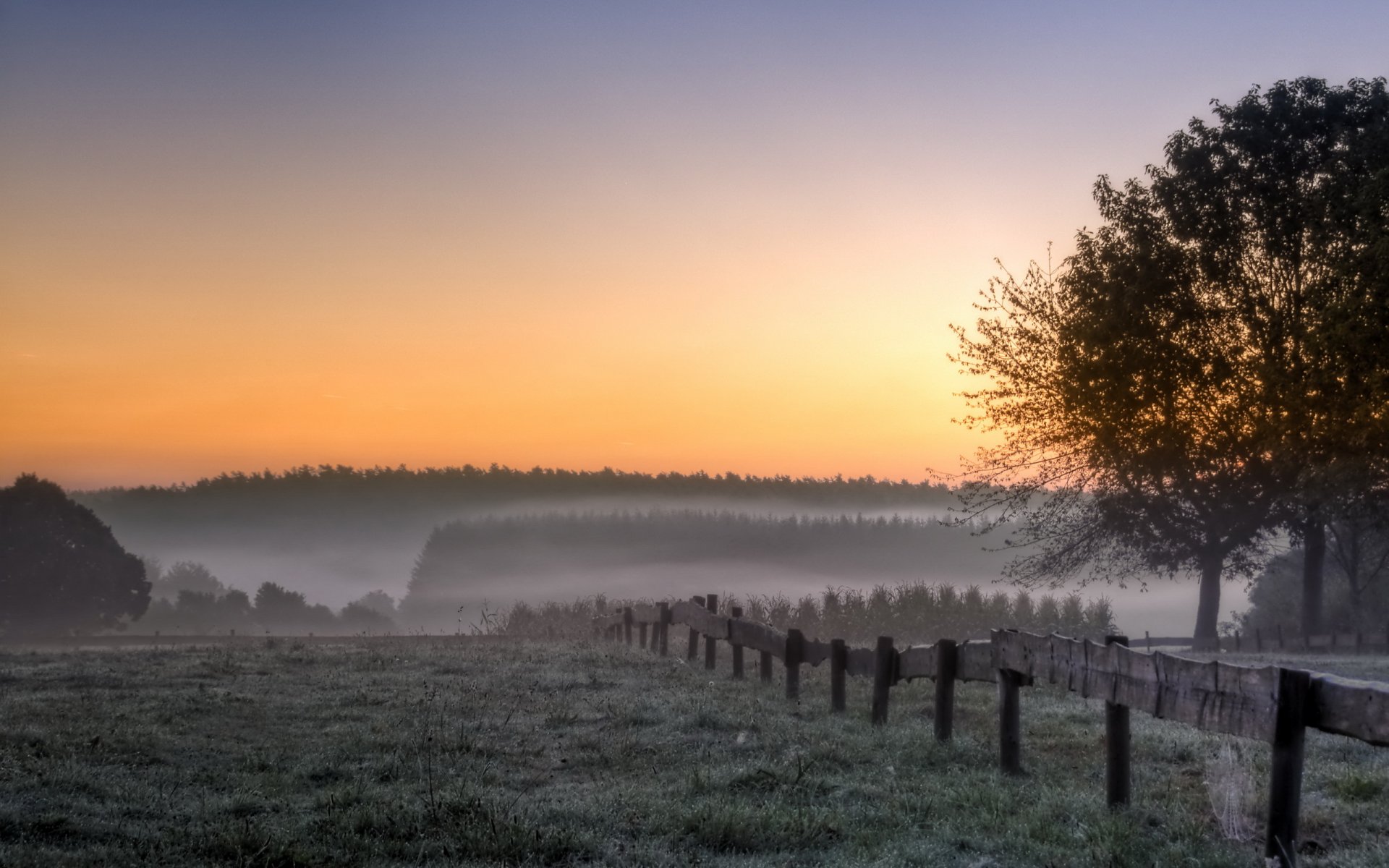 mattina campo alberi nebbia paesaggio