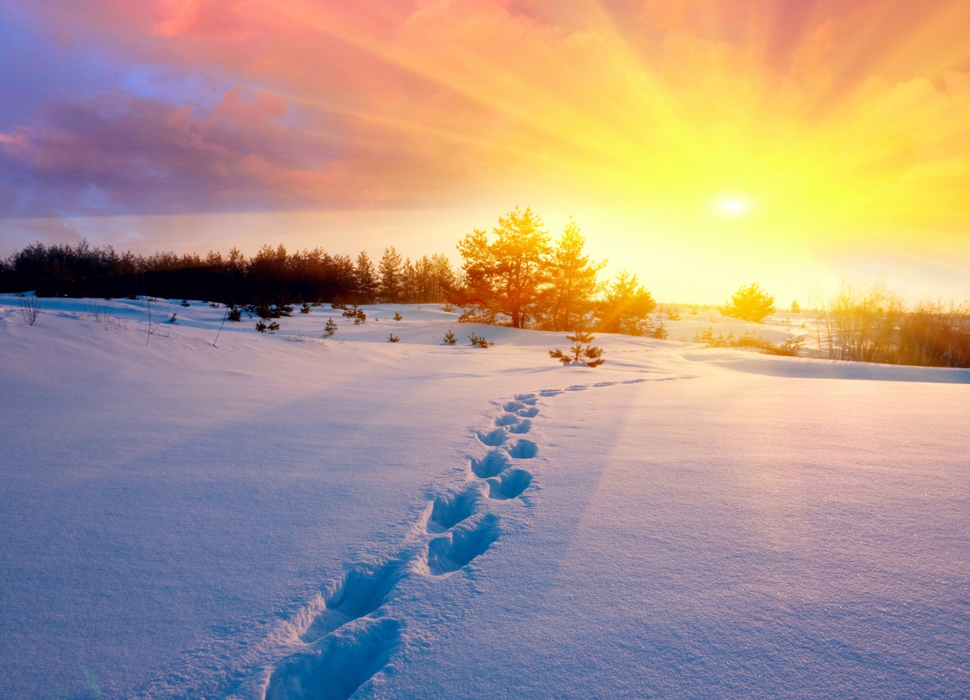 inverno neve impronte campo alberi freddo sole tramonto cielo natura