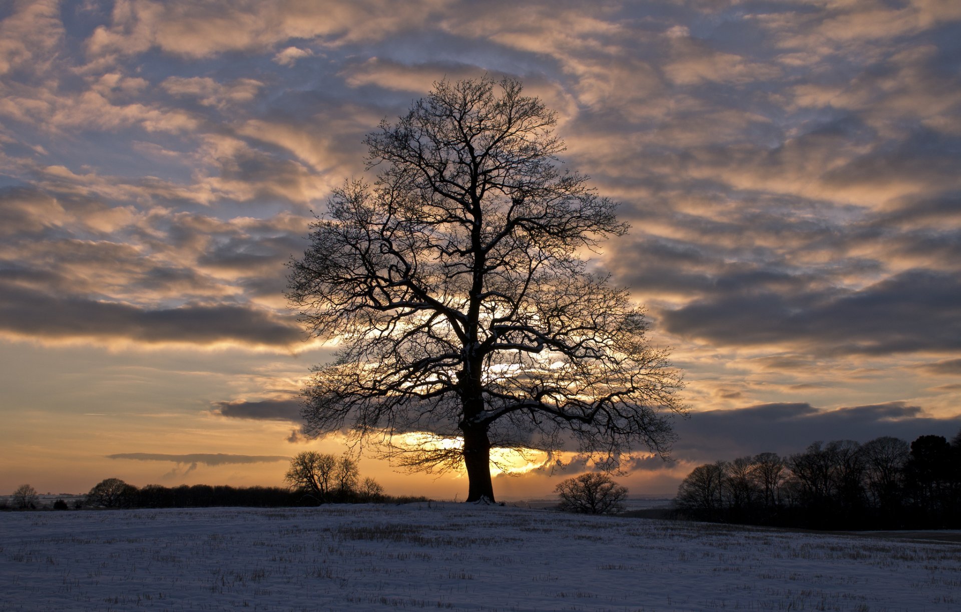 winter snow the field tree night sunset sky cloud