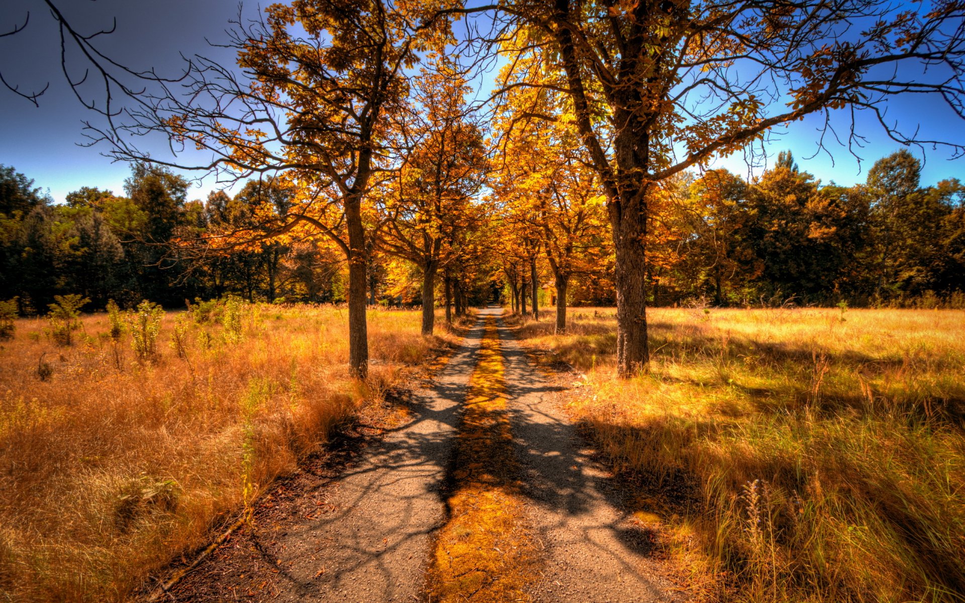 road tree autumn landscape