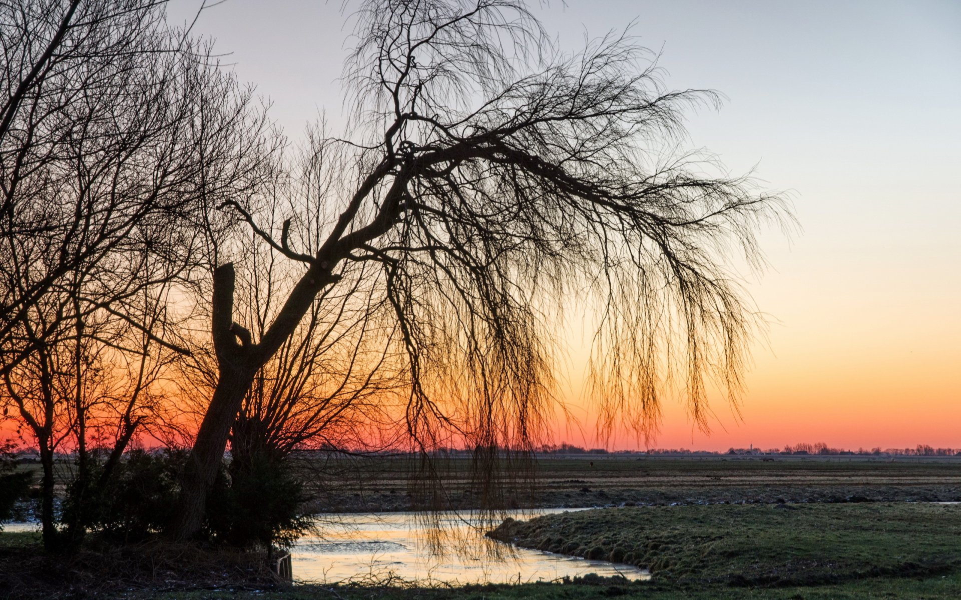 coucher de soleil champ arbre nature paysage