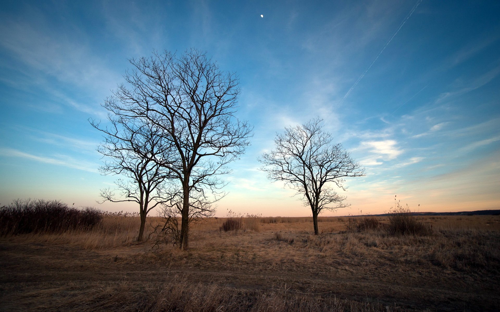 wiosna drzewa natura krajobraz