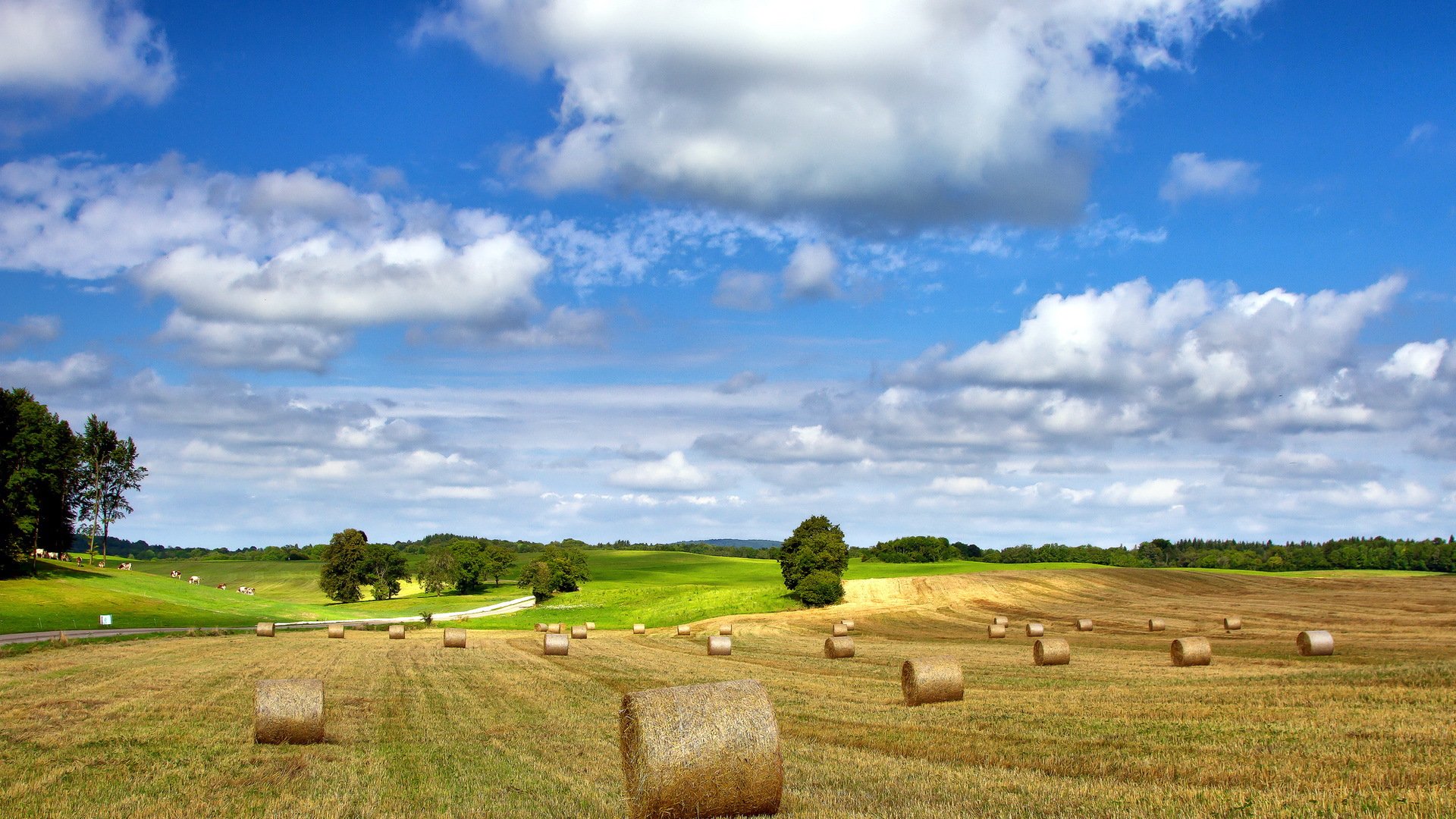 champ foin été nature paysage