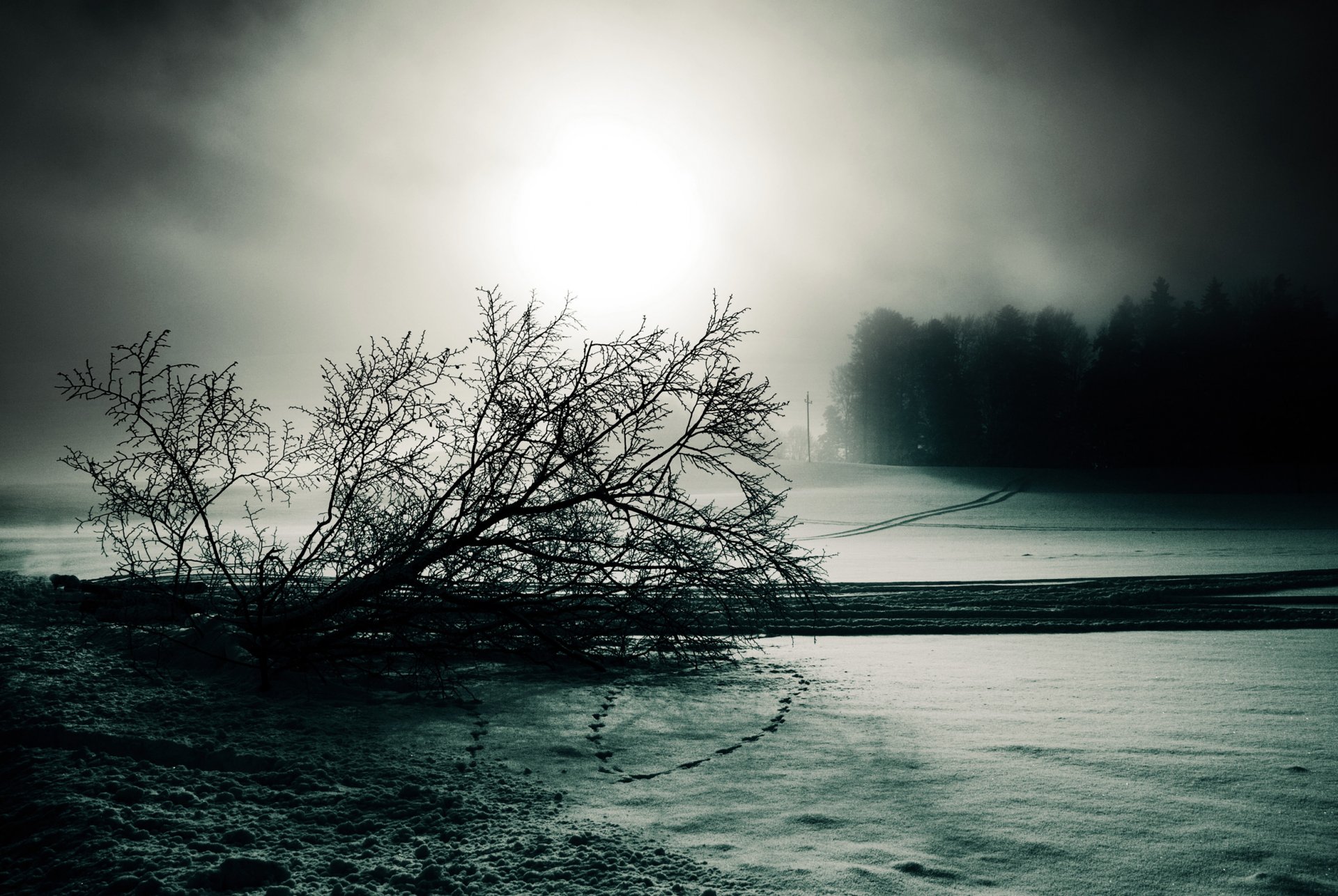 niebla invierno nieve árbol huellas blanco y negro sombrío línea de transmisión borde de la carretera