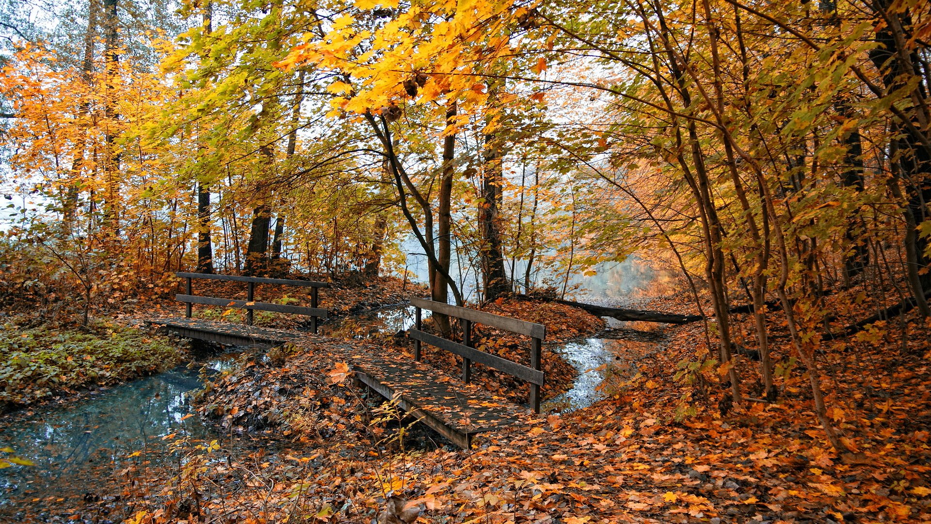 nature automne feuilles jaunes étang pont brouillard