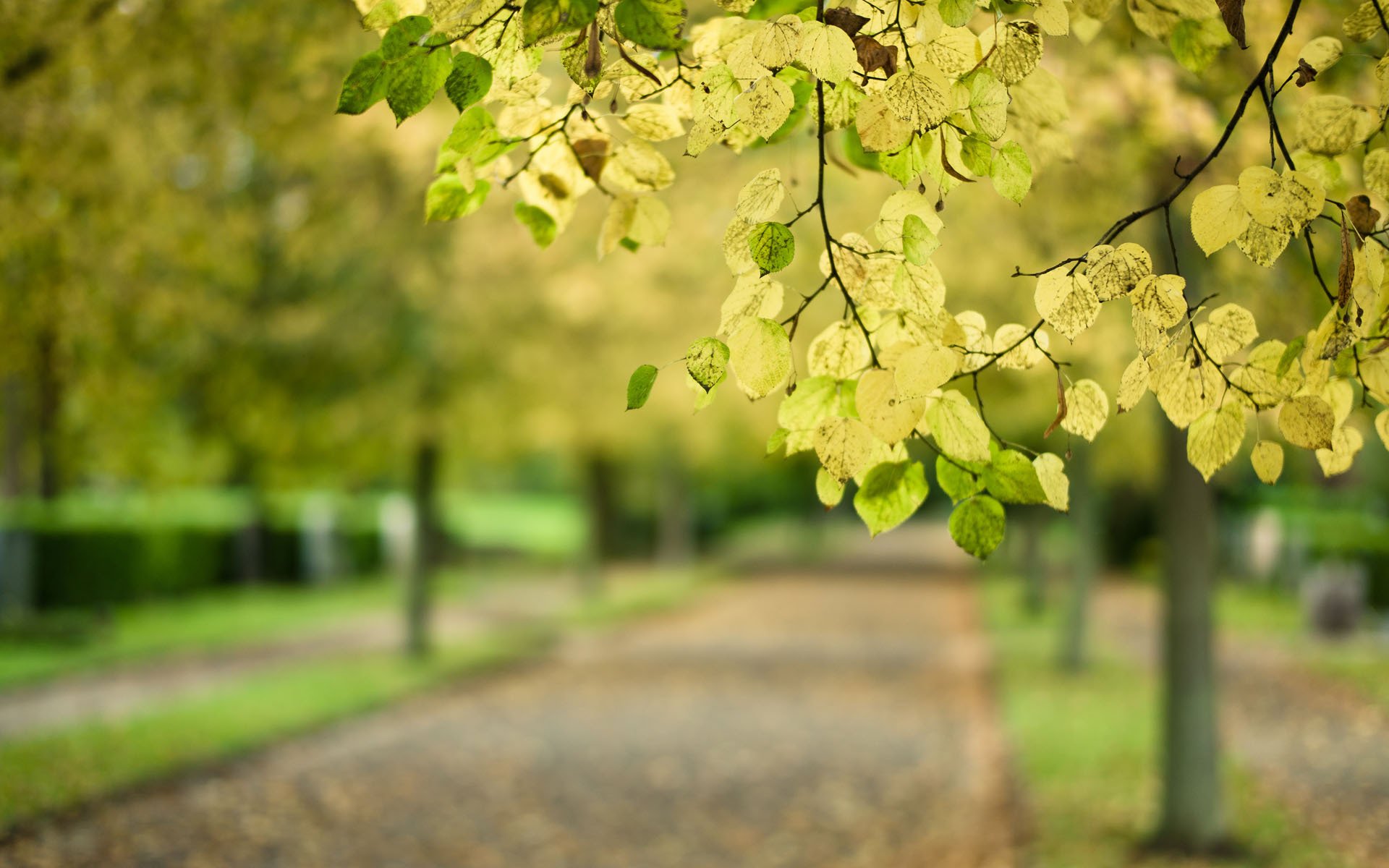 gros plan arbre branche feuilles flou route parc automne