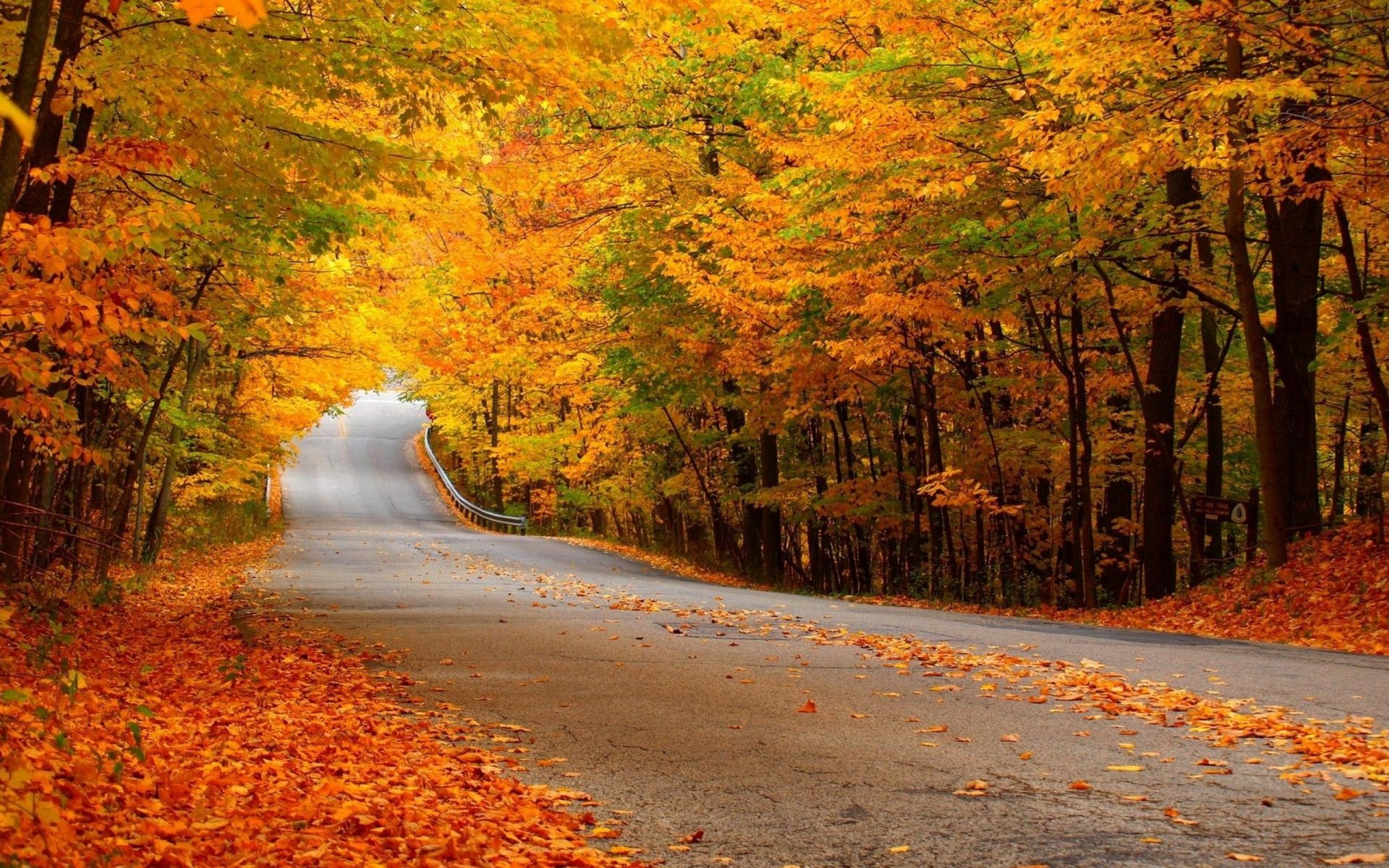 route forêt automne feuillage jaune