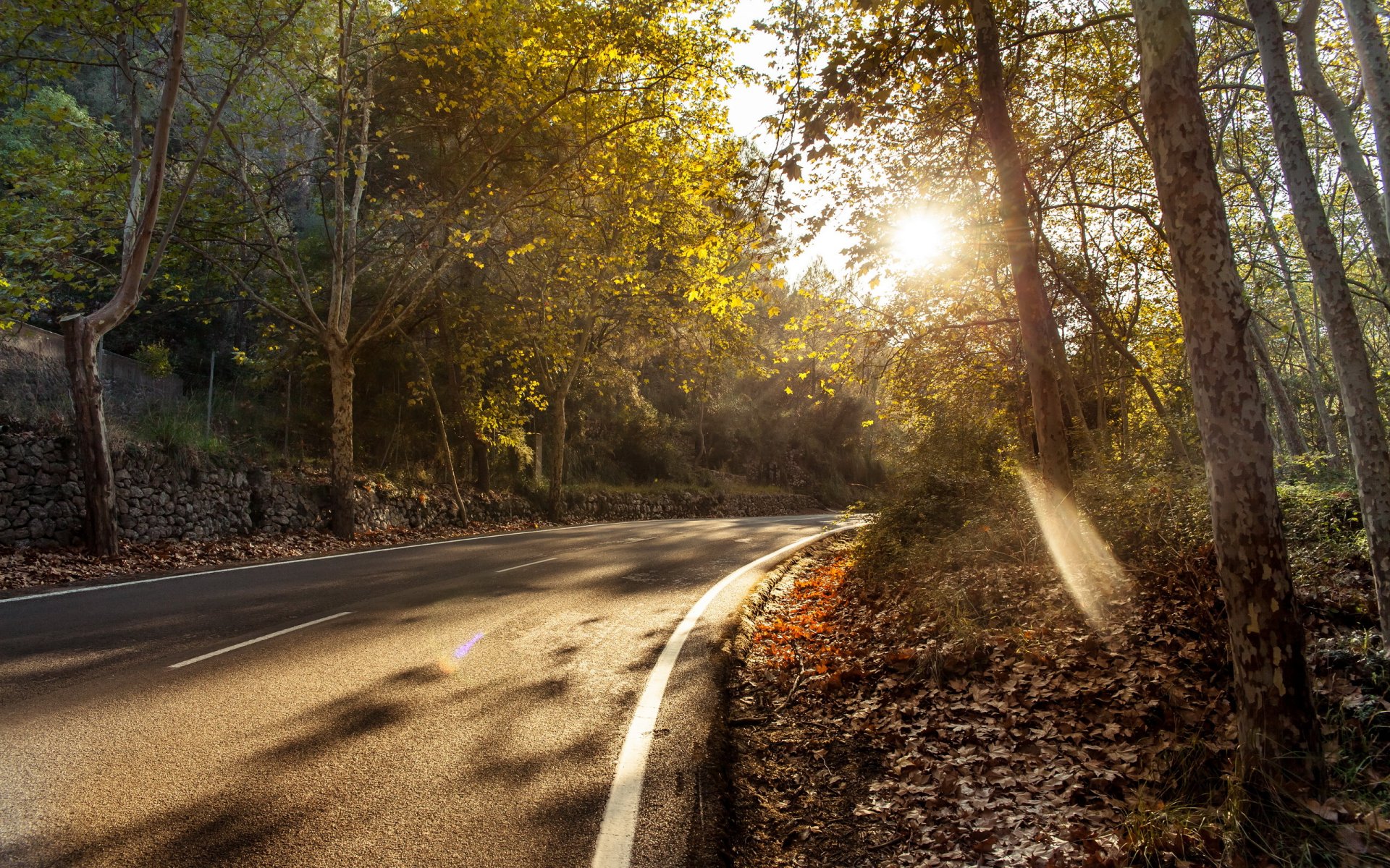 road tree autumn landscape