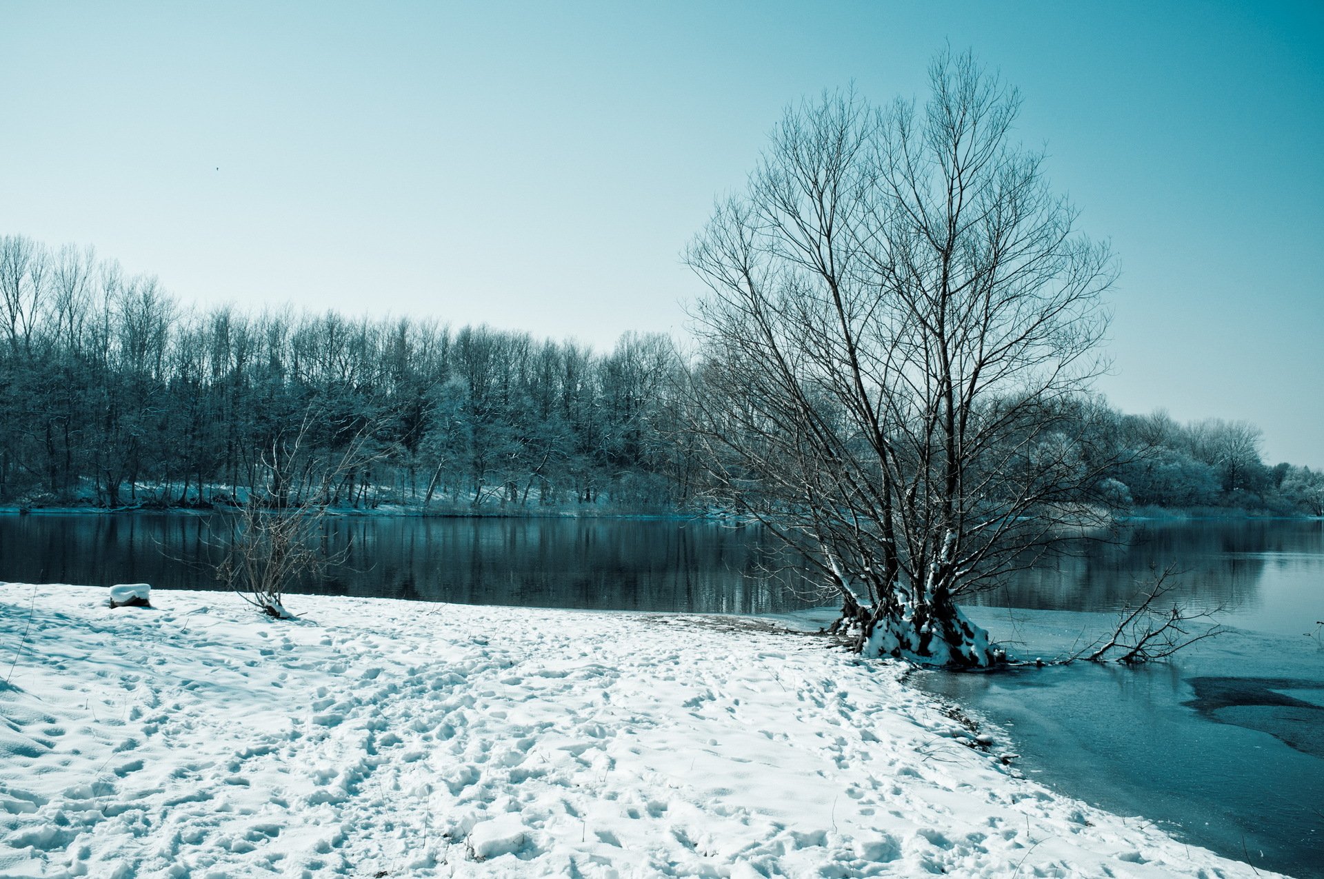 hiver lac neige arbres