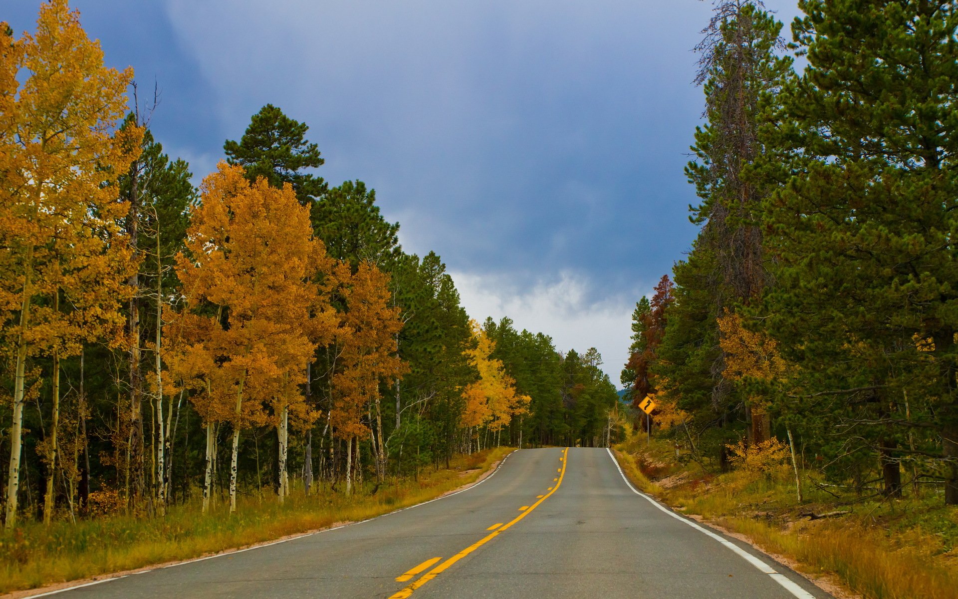 road forest autumn landscape