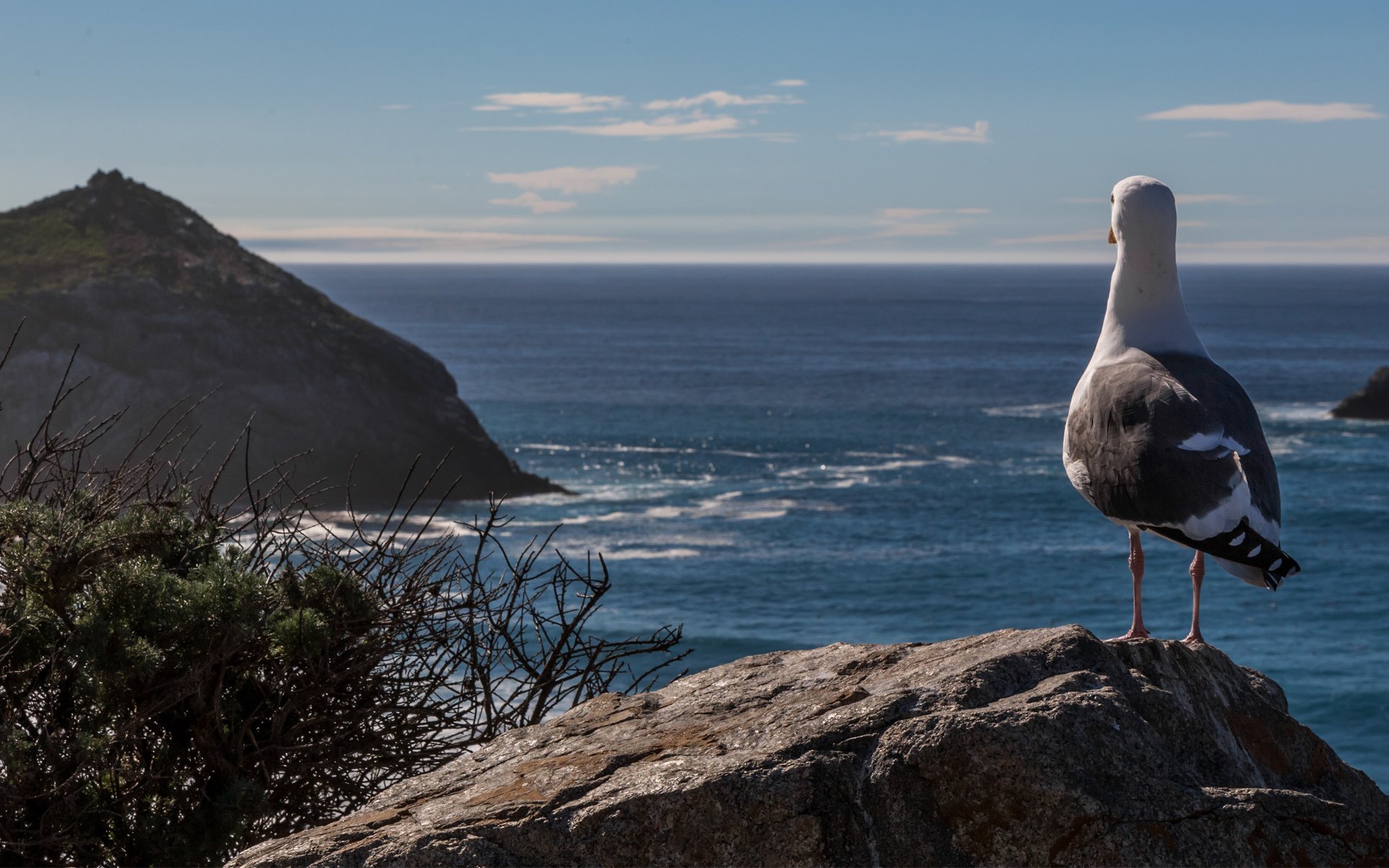 meer felsen berge möwe vogel bäume zweige