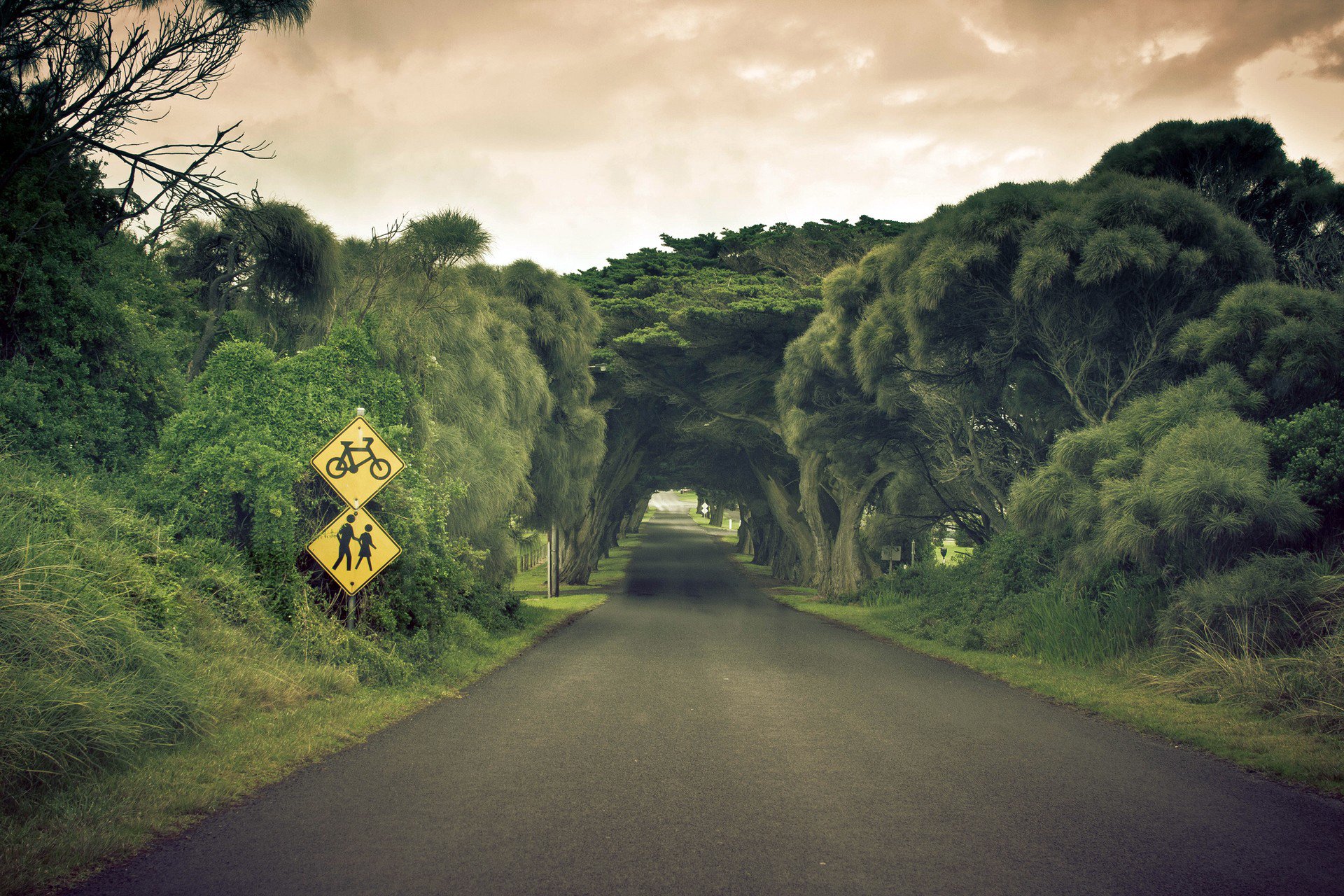 road trees nature landscape sky