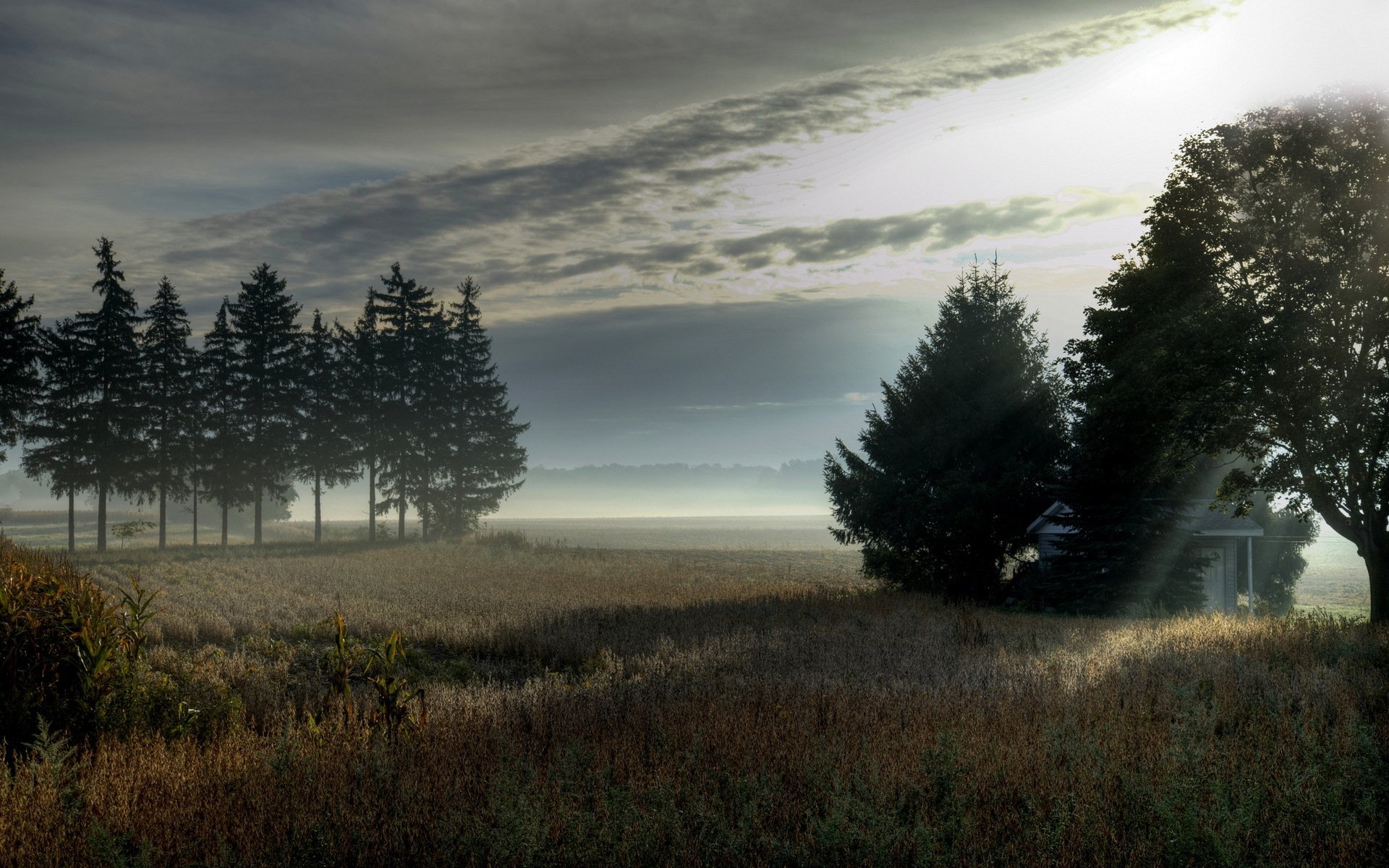 matin champ arbres brouillard paysage