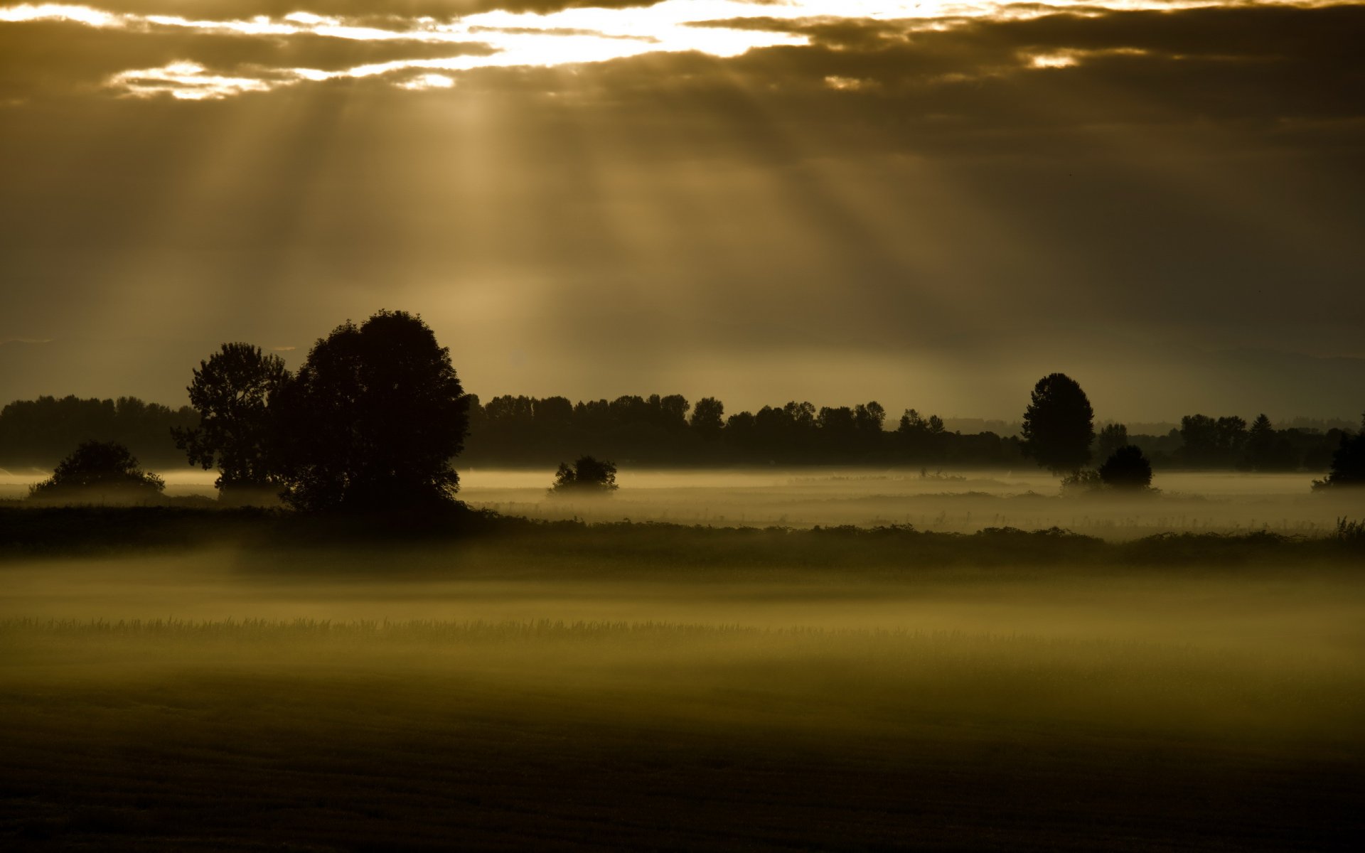 campo nebbia notte