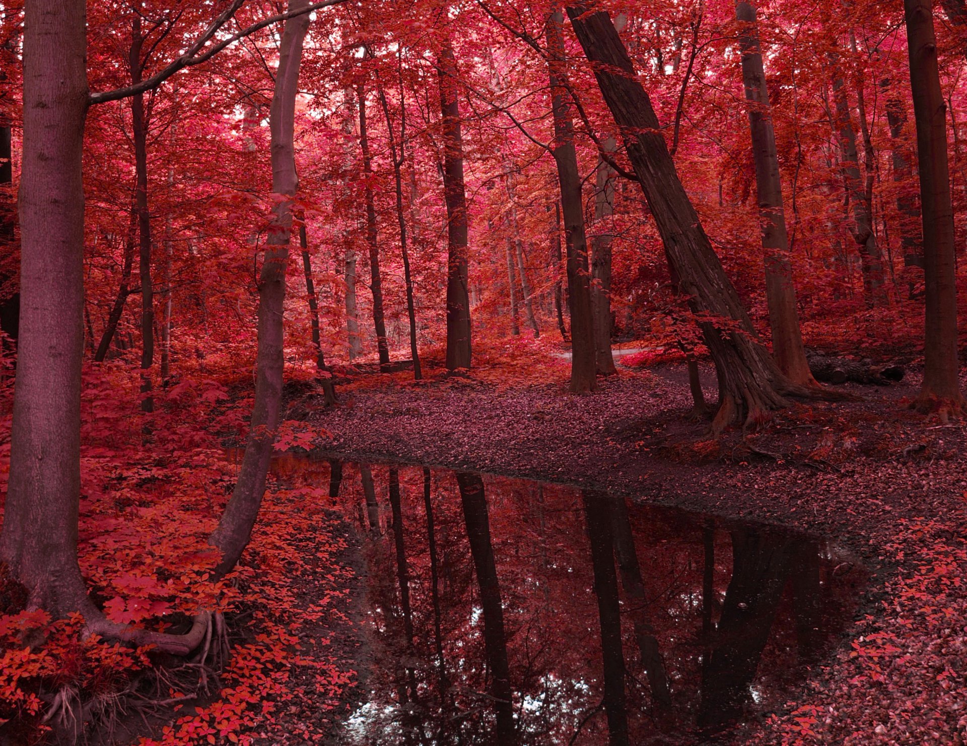 landscape nature water river forest tree leaves red autumn beauty