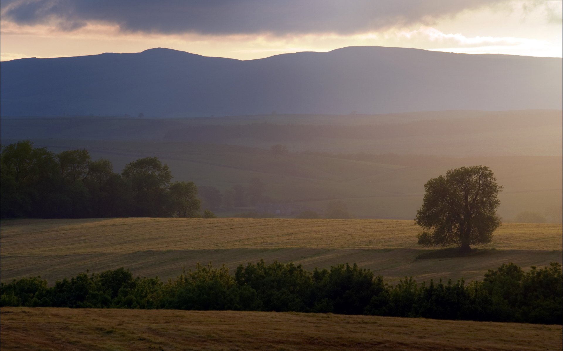 campo árbol puesta de sol paisaje