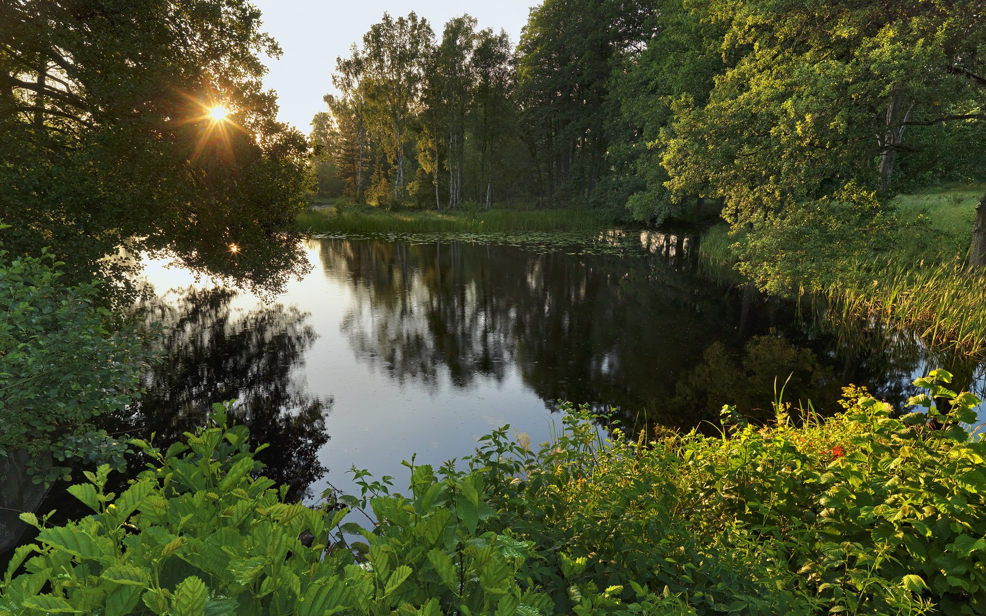 vartå närke svezia lago foresta alberi