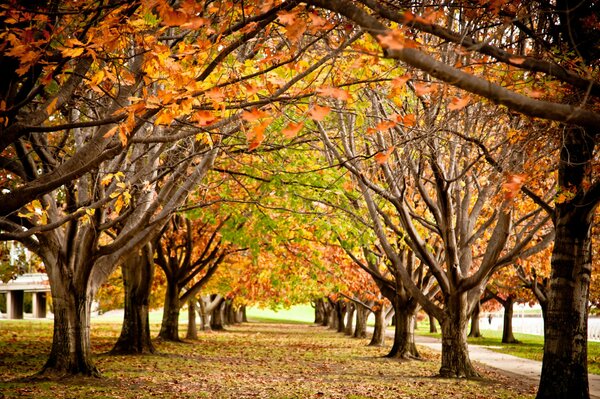 Otoño en el parque. Follaje de otoño