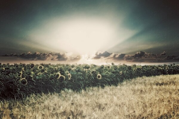 Campo di girasoli ai raggi del sole