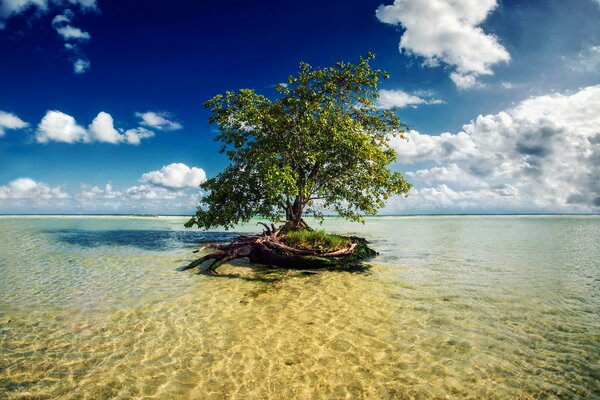 Ein Baum im Meerwasser. Mexikanische Riviera