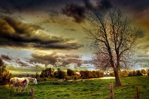 Landschaft mit Pferden im Feld