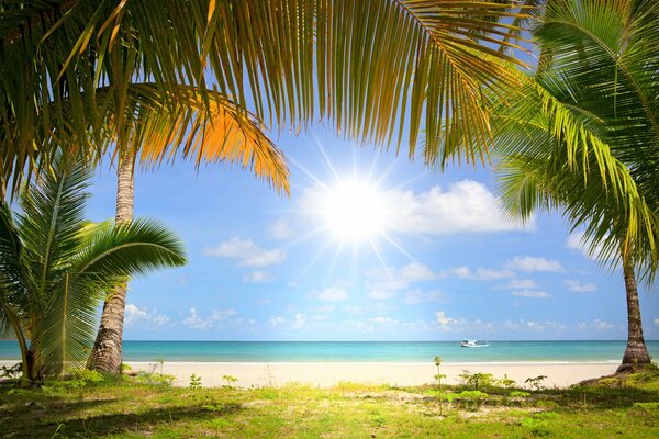 Spiaggia sabbiosa illuminata dal sole circondata da palme