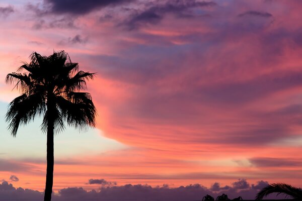 Palm tree on pink sunset clouds