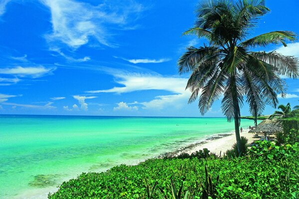 Azure shores palm trees clouds sandy shores