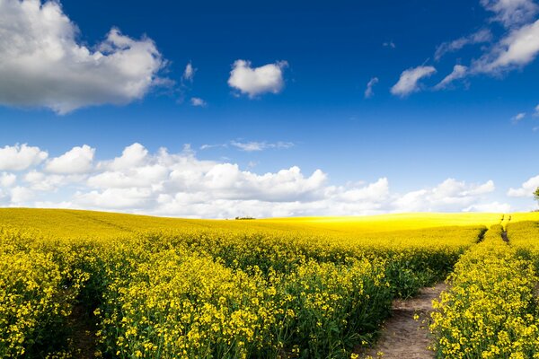 Naturfeld Straße weite Wolken