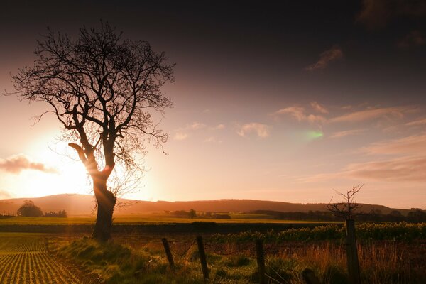 A lonely tree at sunset landscape