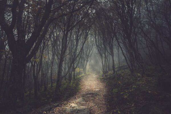 Wanderweg entlang einer düsteren Allee im Wald