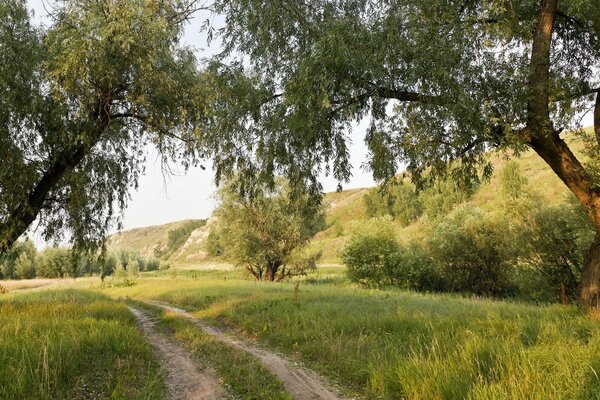 Strada forestale sotto le corone degli alberi