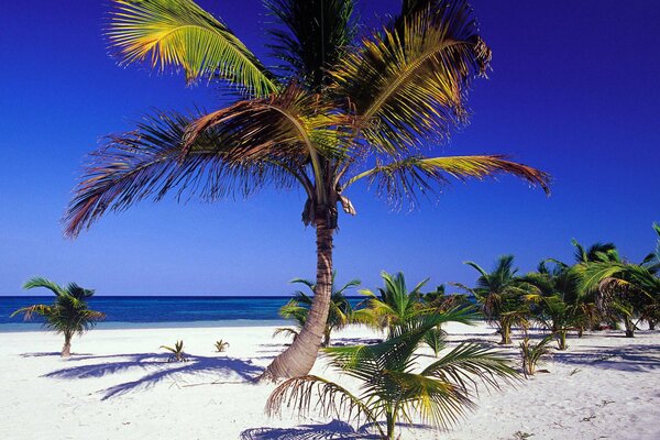 Beautiful seascape with palm trees