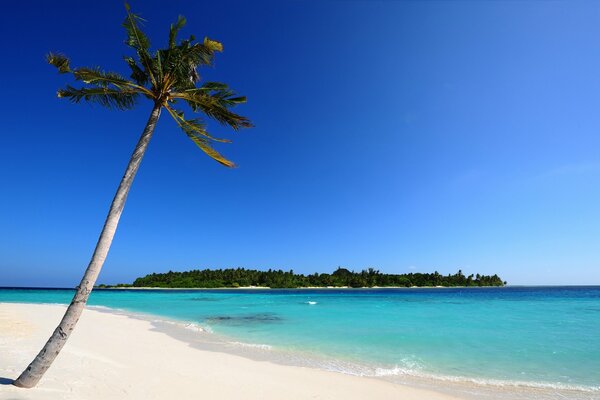 Sable blanc avec palmier aux Maldives