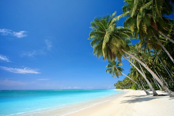 Wunderschöner tropischer Strand mit Palmen