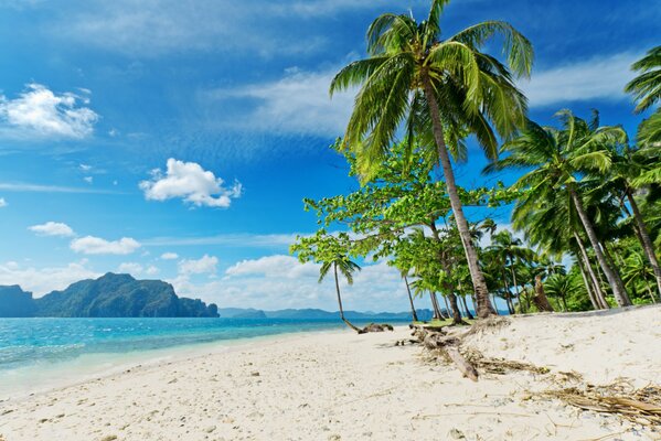 Palmeras en una playa soleada