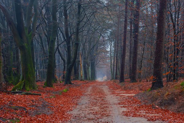 Straße Wald Bäume Herbst Moos Blätter