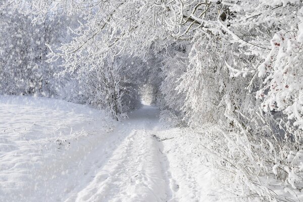 Mattina nella foresta invernale